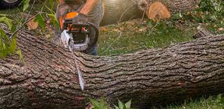 Best Tree Trimming and Pruning  in Whiteland, IN