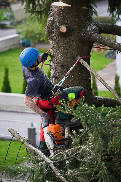 How Our Tree Care Process Works  in  Whiteland, IN