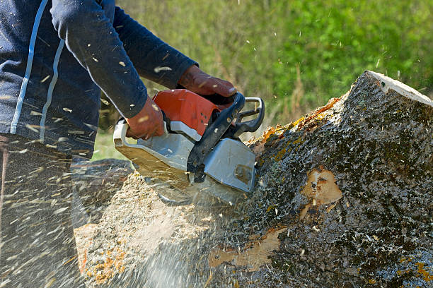 Best Tree and Shrub Care  in Whiteland, IN